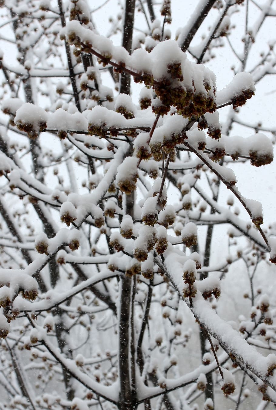 casey, snow, tree, white, cold temperature, winter, plant, branch HD wallpaper
