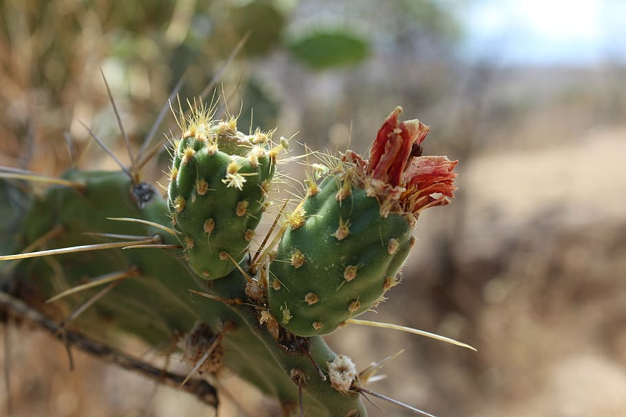 cactus, wild, thorns, plant, growth, succulent plant, focus on foreground HD wallpaper