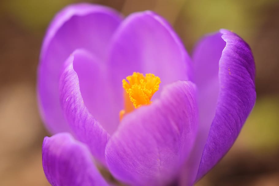Crocus, Blossom, Bloom, Close, Spring, flower, purple, spring flower HD wallpaper