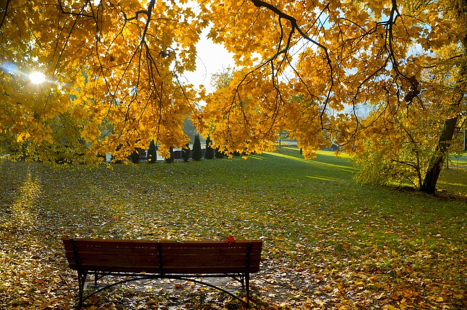 brown bench under trees, background, autumn, leaves, yellow, texture, HD wallpaper