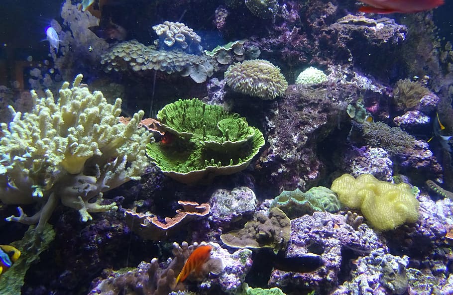 sea urchin, marine, organism, underwater, aquarium, exotic