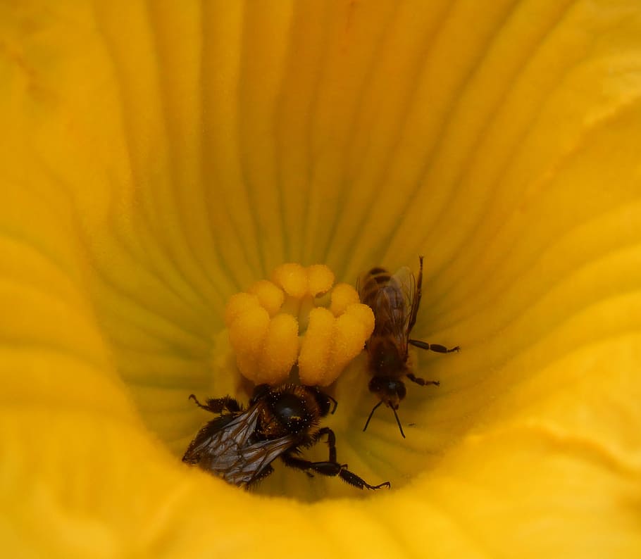 flower, zucchini, bees, forage, garden, insects, alsace, france HD wallpaper