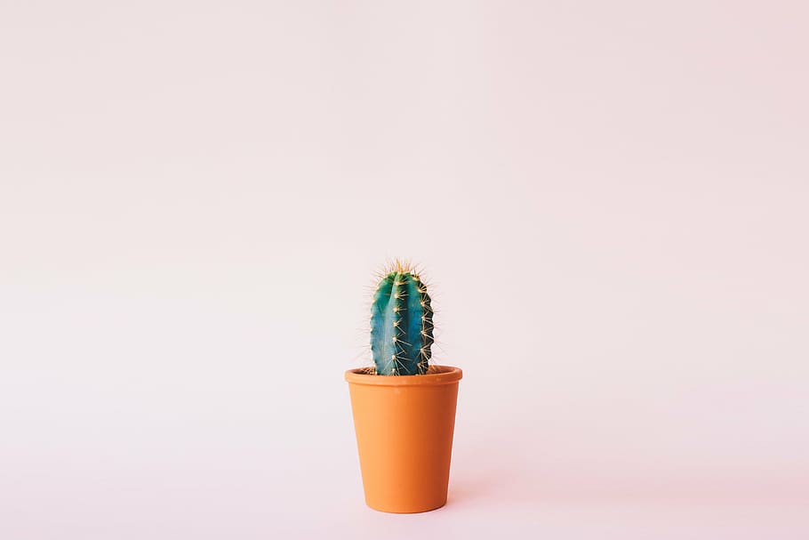 green cactus in orange plastic flower pot, plant, background HD wallpaper
