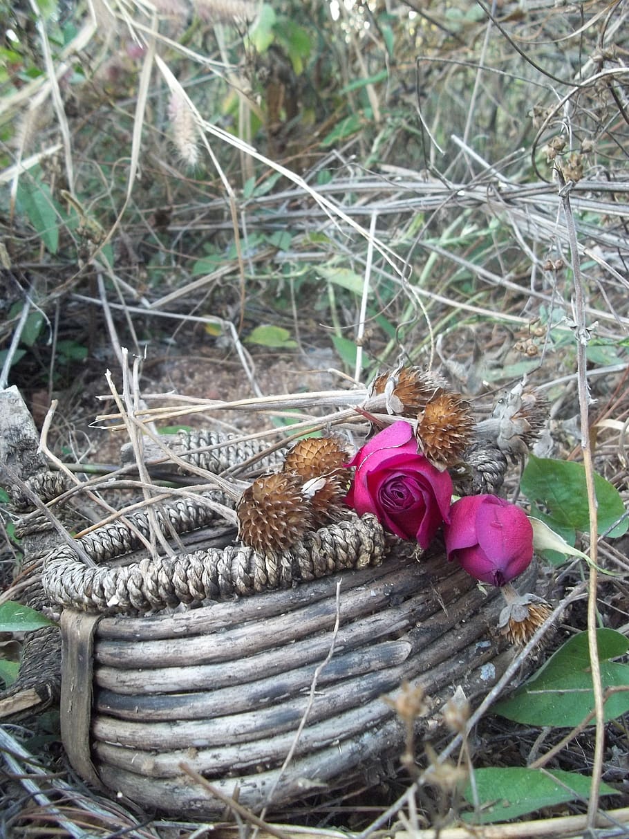basket, roses, sunflower, dead, flowers, leaves, dry, withered, HD wallpaper