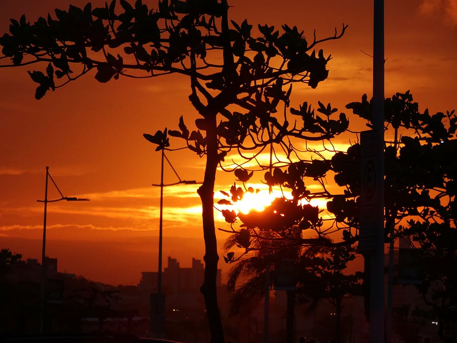 beauty, sunset, sol, tree, nature, forest, eventide, silhouette HD wallpaper