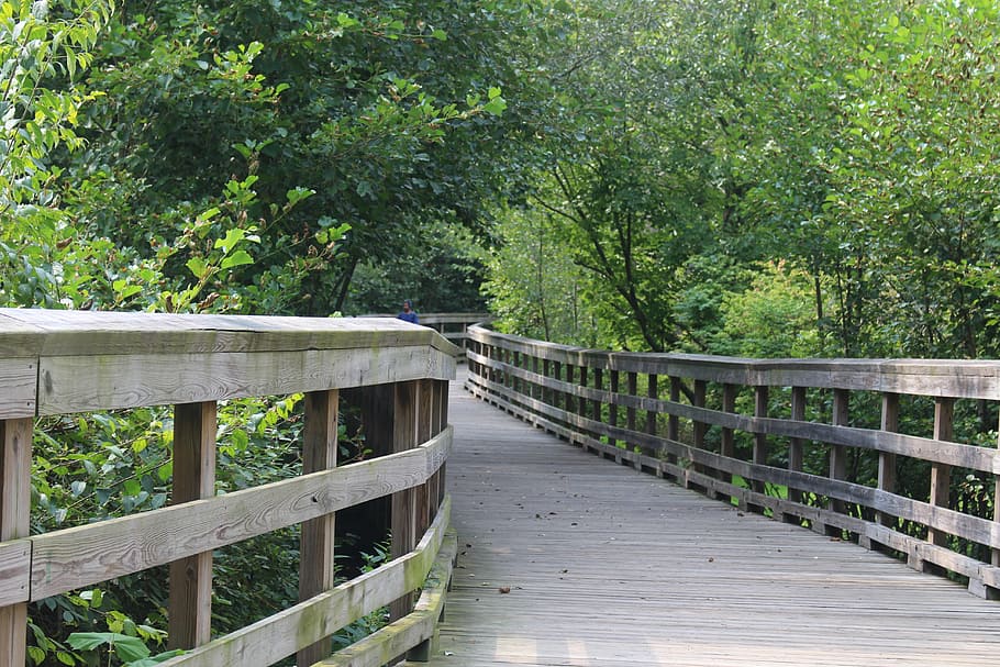 path, woods, trails, bridge, wooden, park, forest, walk, plant HD wallpaper