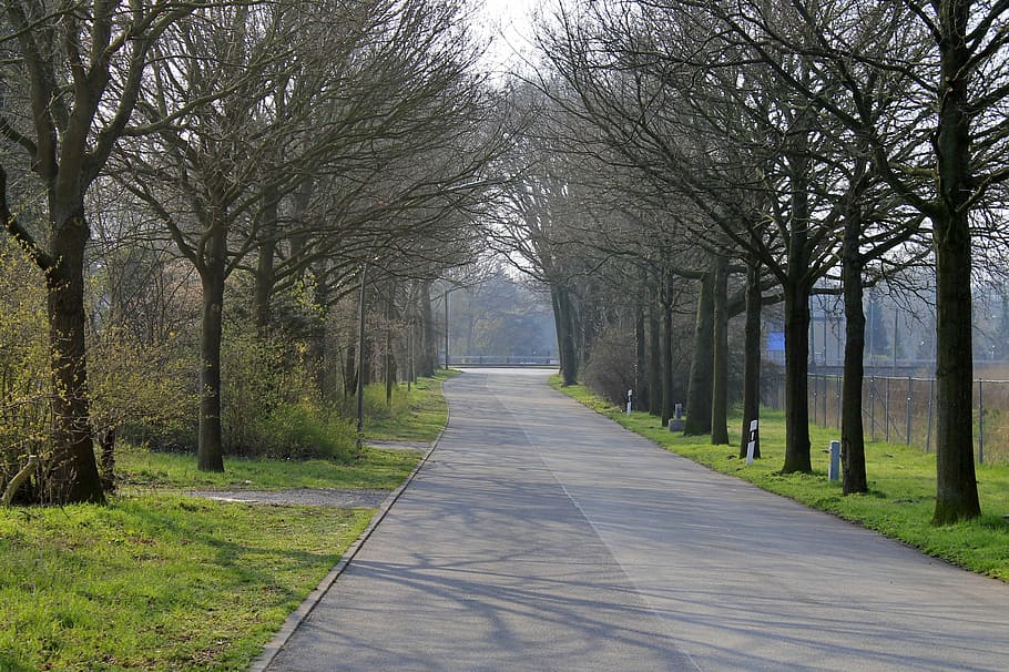 Road, Avenue, Tree, Mood, trees, bare tree, outdoors, no people HD wallpaper