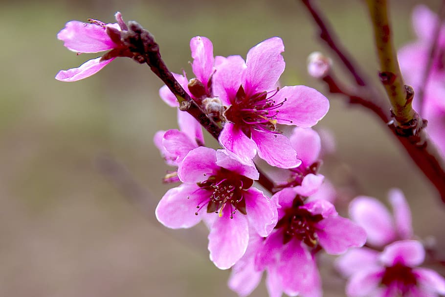 flower, plant, spring, macro, summer, green, flowers, garden HD wallpaper