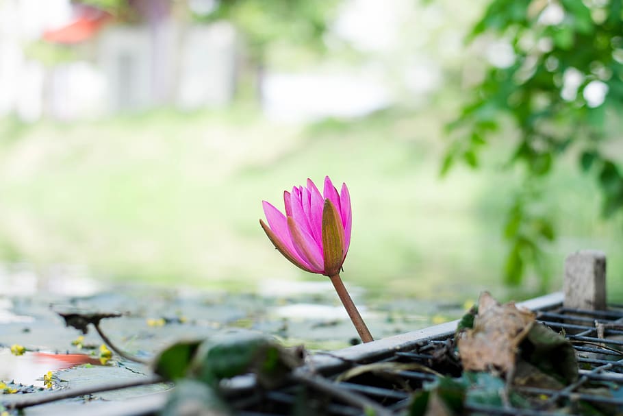 lotus, poolside, plant, flowering plant, vulnerability, fragility HD wallpaper