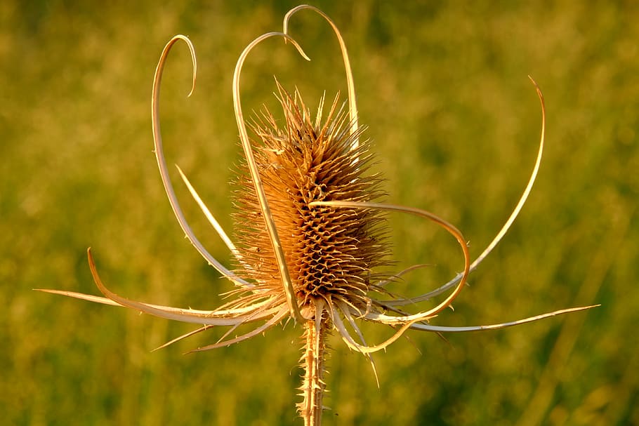 thistle, prickly, blossom, bloom, nature, meadow, wild plants HD wallpaper