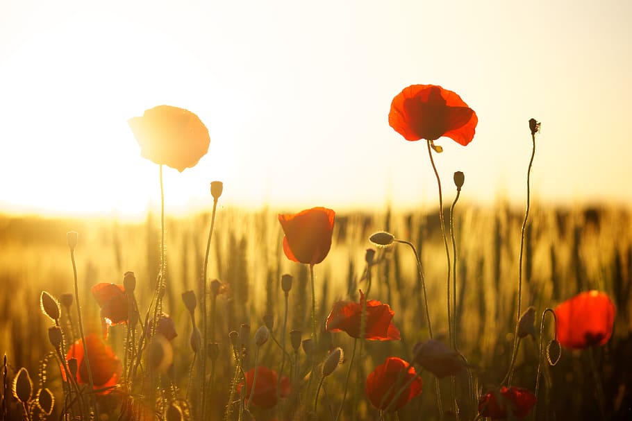 red and yellow flower decor, red flowers close-up photography HD wallpaper