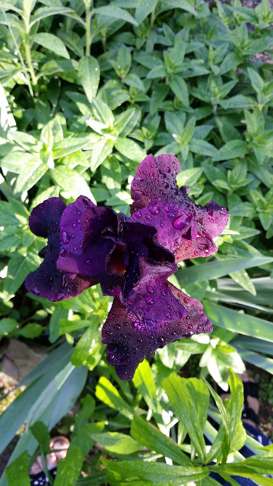 iris, purple, bloom, garden, spring, nature, plant, leaves HD wallpaper