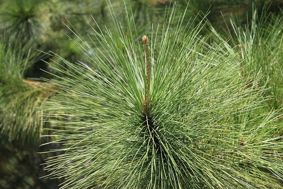 pine needles, pine tree, pine branch, plant, growth, green color HD wallpaper