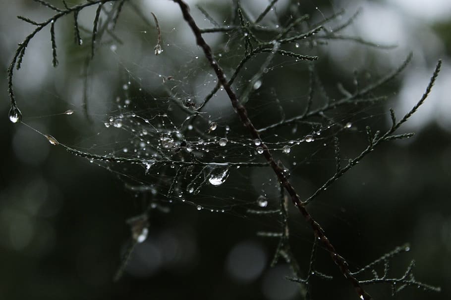 tree, drops, araign e, spider web, fragility, water, wet, close-up HD wallpaper