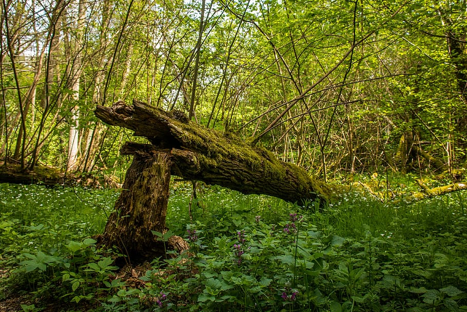 Tree, Morsch, Canceled, Forest, Green, dead plant, old, moss HD wallpaper