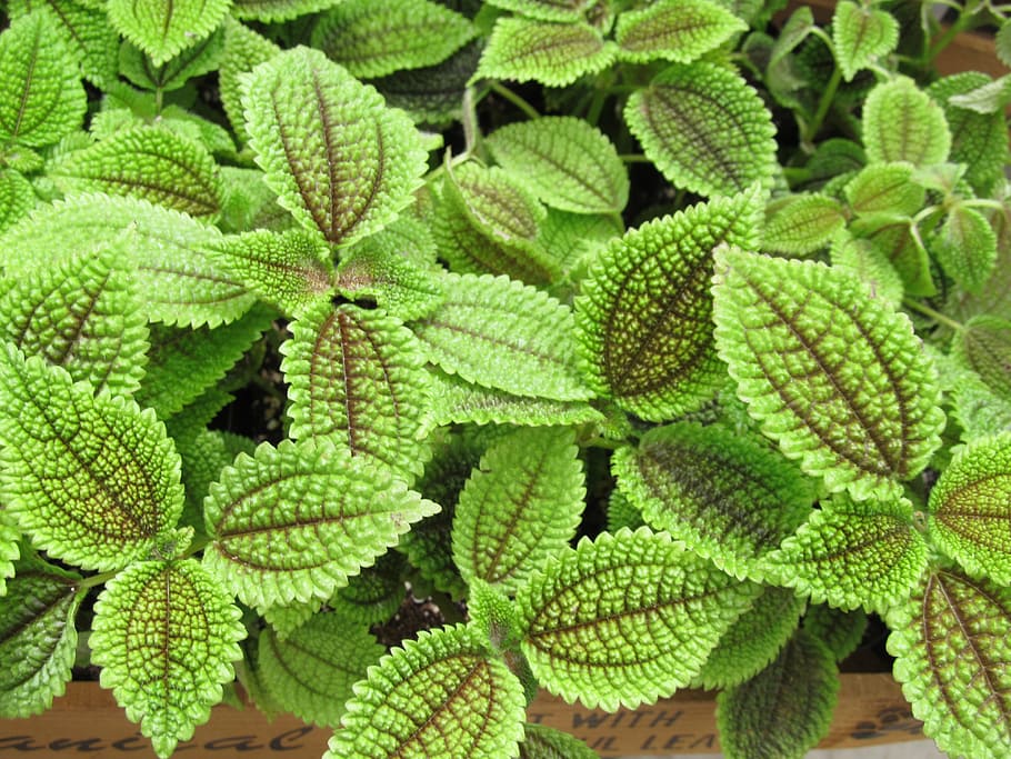green, tropical, plants, green color, growth, leaf, plant part HD wallpaper