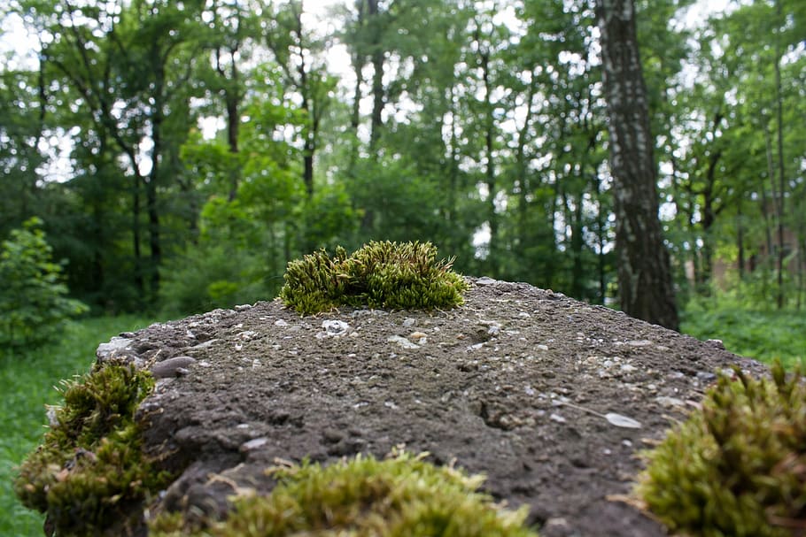 moss, stone, macro, nature, tree, plant, growth, green color HD wallpaper