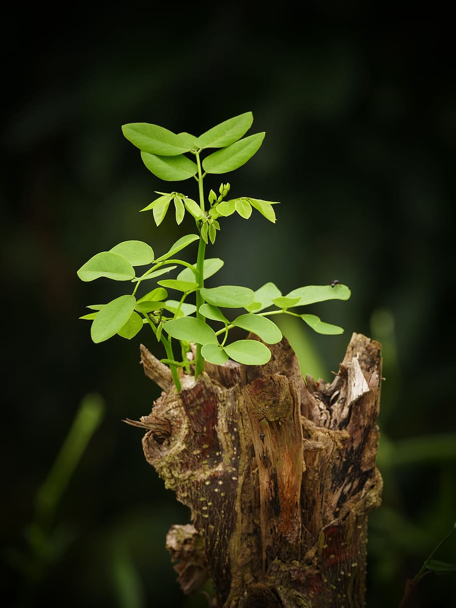 tree trunk with green leaves, green leafed plant photography