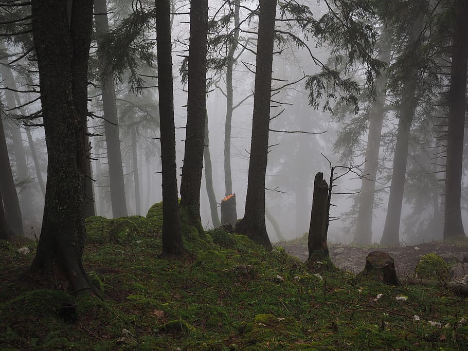 green trees during foggy weather, storm damage, fir forest, firs, HD wallpaper