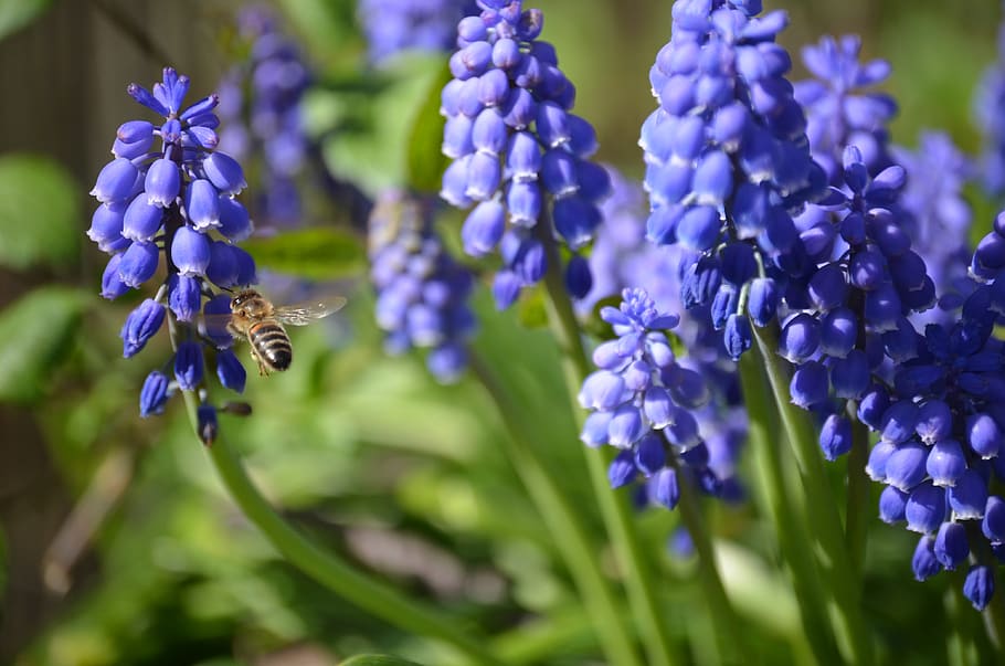bee, flower, purple, flowering plant, beauty in nature, fragility HD wallpaper