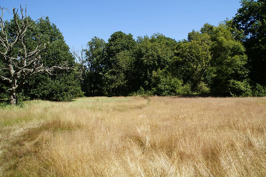 landscape, nature, grass, trees, view, summer, rural Scene HD wallpaper
