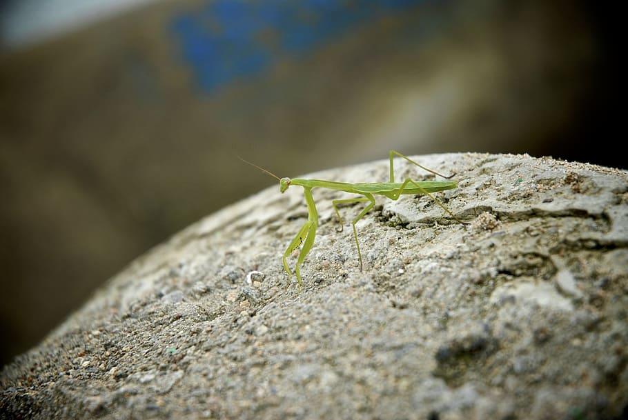 mantis, rock, insects, animal wildlife, invertebrate, selective focus HD wallpaper
