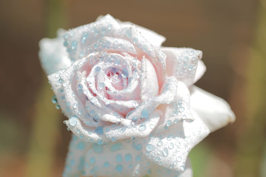 Macro, Up Close, Flower, Water, rose, spray, watercolor, close-up HD wallpaper