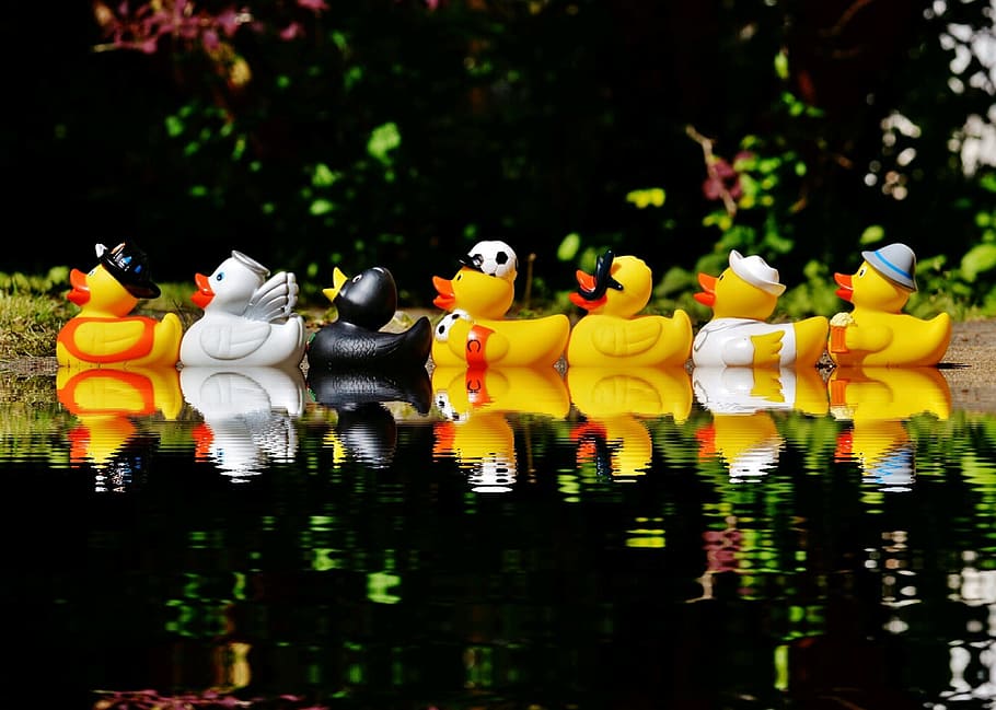 rubber duck lot on body of water, rubber ducks, bath ducks HD wallpaper