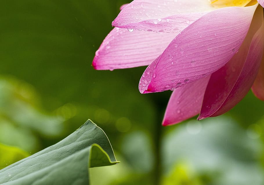 flower, flora, nature, leaf, garden, plant, flowering plant HD wallpaper