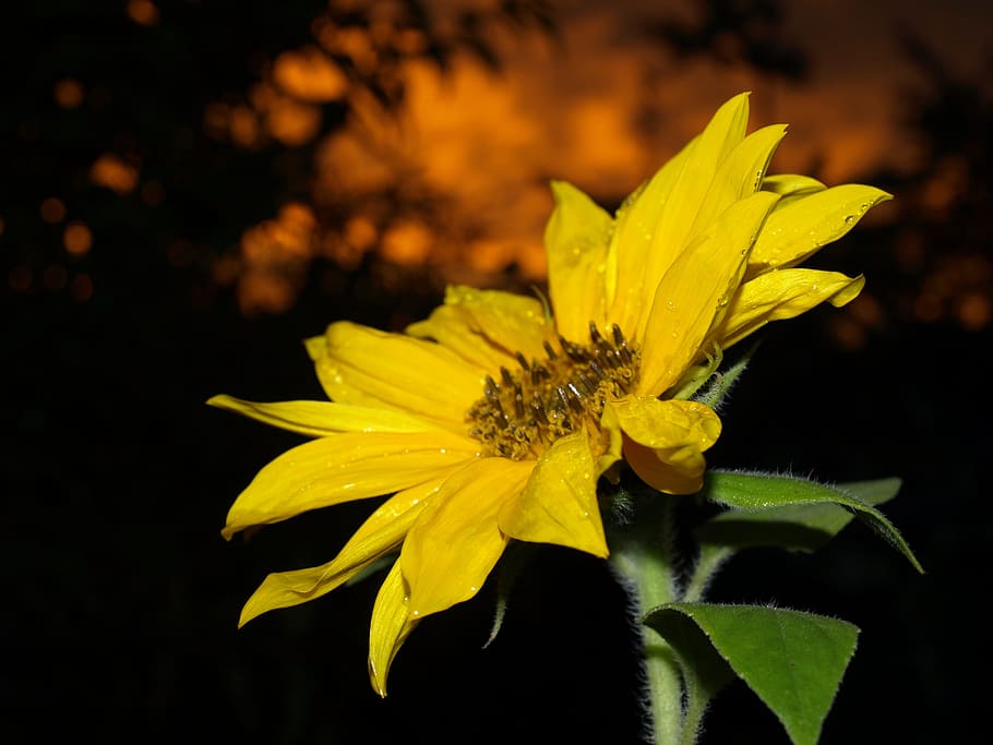 Garden, Sunset, summer, nature, flower, yellow, plant, petal HD wallpaper