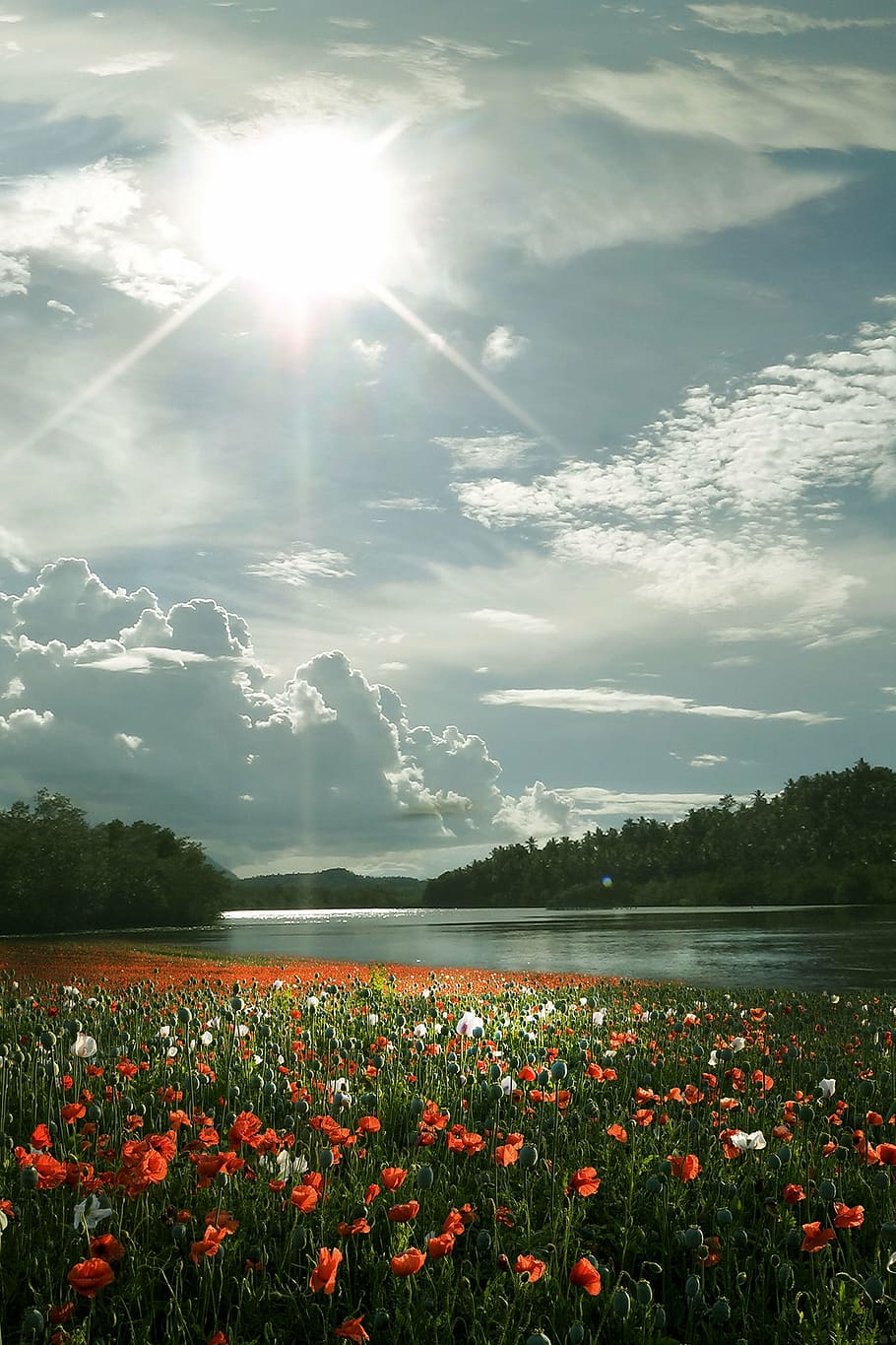 red and white poppy flower field beside river near woods under white clouds blue skies daytime HD wallpaper