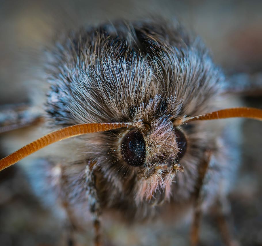moth, fur coat, macro, portrait, insect, close-up, one animal HD wallpaper