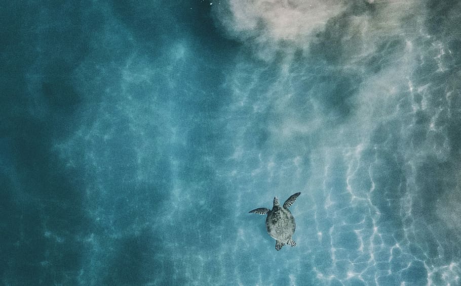 aerial photo of sea turtle in body of calm water, tortoise on body of water HD wallpaper