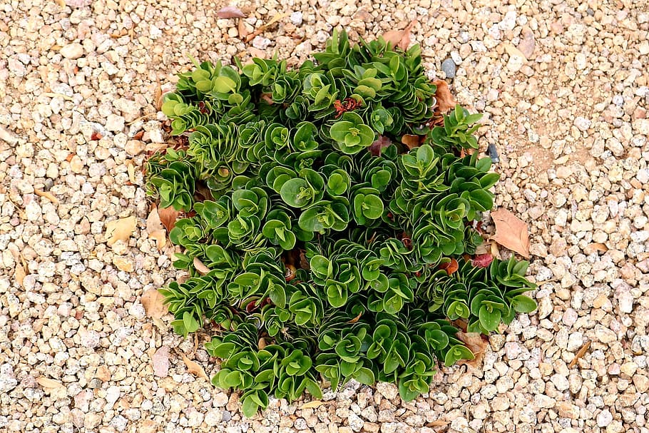 flora, leaf, herb, garden, nature, green color, growth, high angle view HD wallpaper