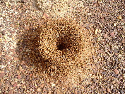 brown soil surface, Anthill, Insect, Nature, Colony, worker HD wallpaper