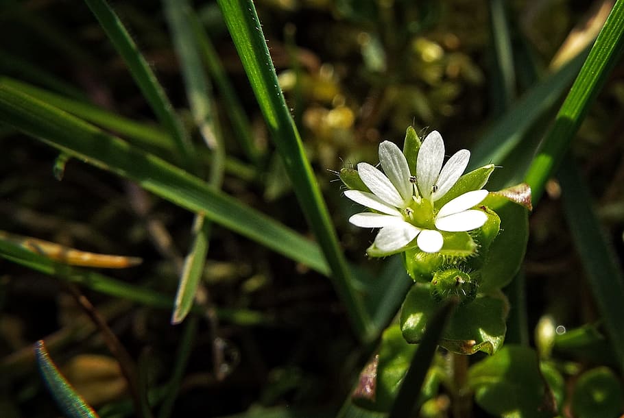 macro, flower, white, green, tender, spring, flowering plant HD wallpaper