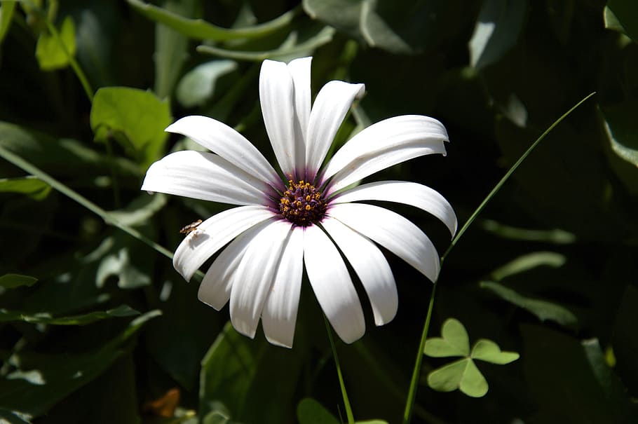Flower, Macro, Petals, Insect, margaret, spring, garden, green HD wallpaper