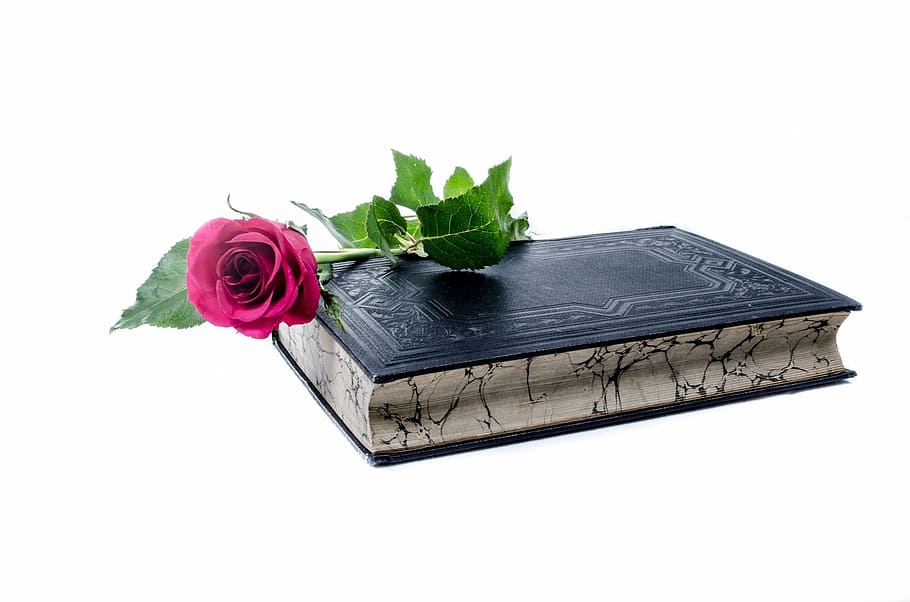 pink rose on top of book, flower, flowers, love, decoration, nature, HD wallpaper