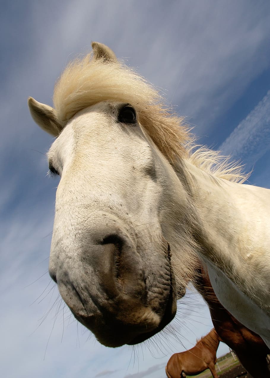horse, equine, wild, animal, nature, mane, mammal, outdoors HD wallpaper