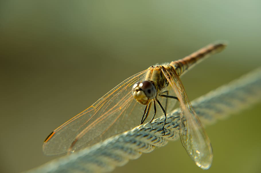 Dragonfly, Bug, Insect, animal, nature, macro, close-up, animal Wing HD wallpaper