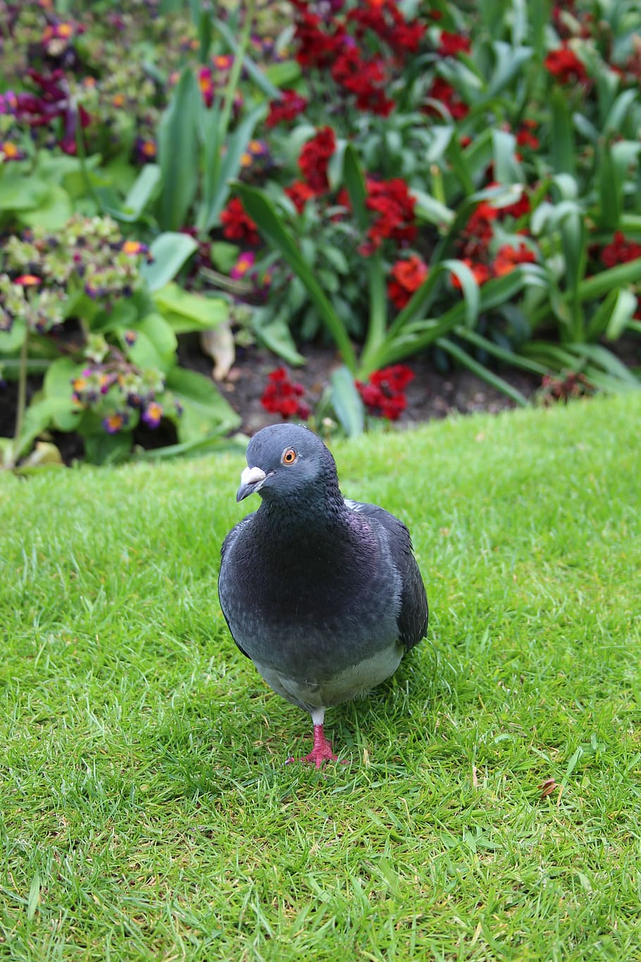 Pigeon, Bird, park, nature, animal, grass, outdoors, feather HD wallpaper