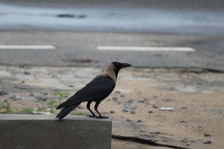 roadside, crow, alone, bird, animal, animals in the wild, animal themes HD wallpaper