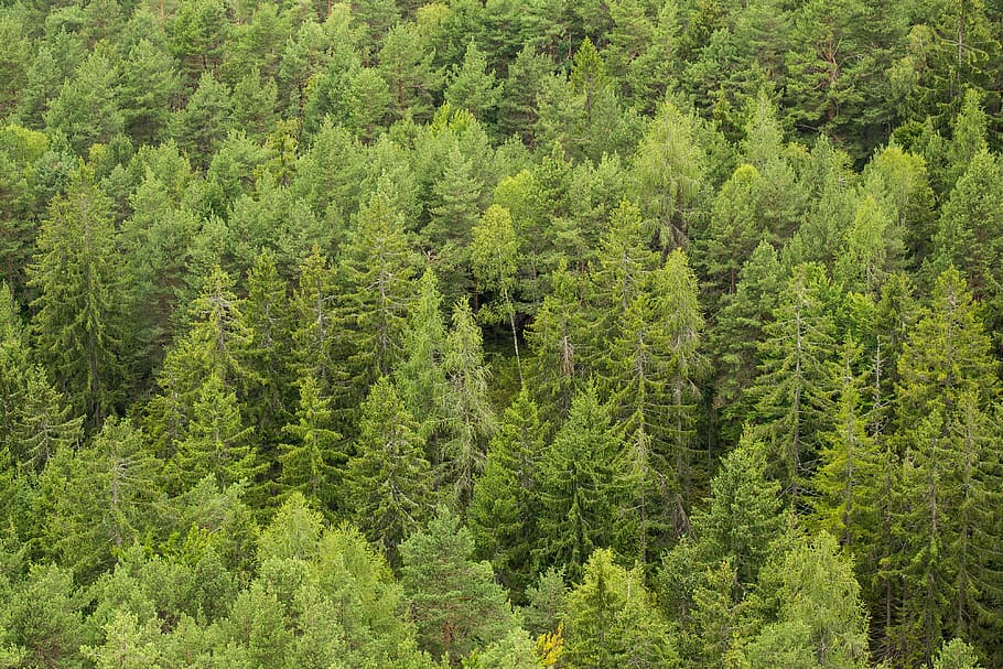 Green Green Forest Trees, minimal, minimalistic, nature, landscape HD wallpaper