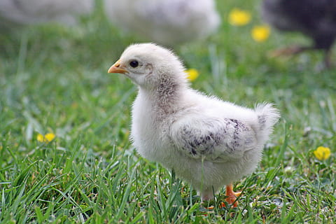 white chick on green grass at daytime, chicks, chicken, easter HD wallpaper