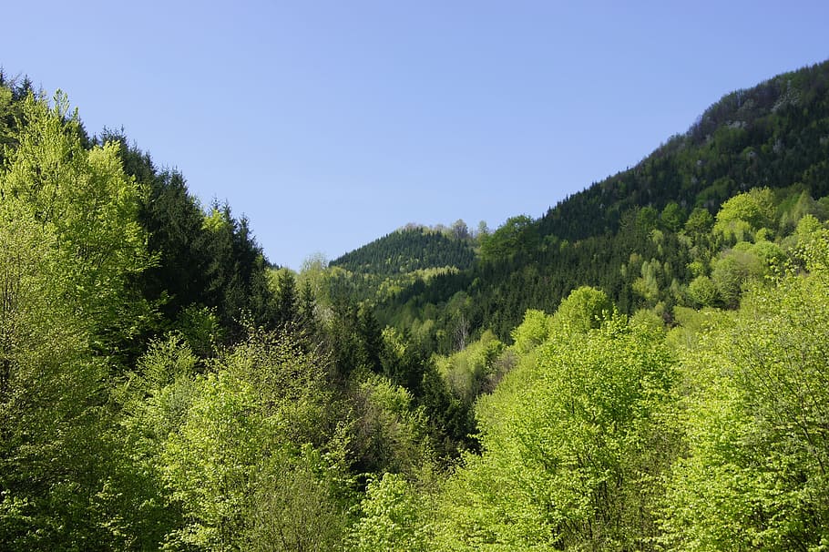 Valley, Forest, Trees, Romania, green, nature, green Color HD wallpaper