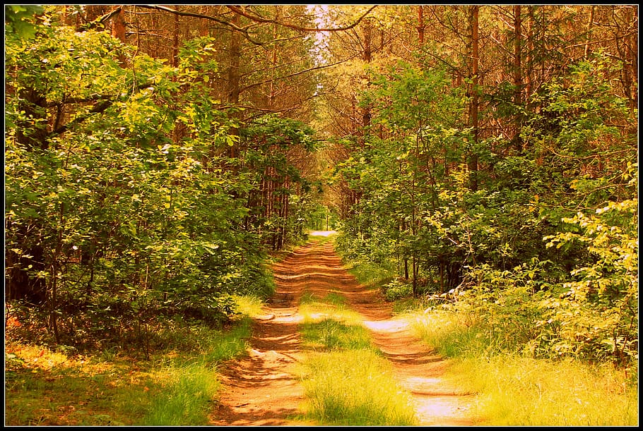 forest, the path, way, grass, tree, nature, green, foliage HD wallpaper