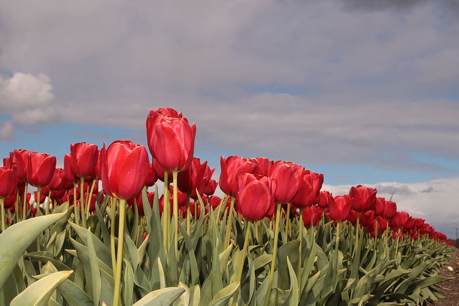 tulip, tulip field, tulip fields, holland, netherlands, nature, HD wallpaper