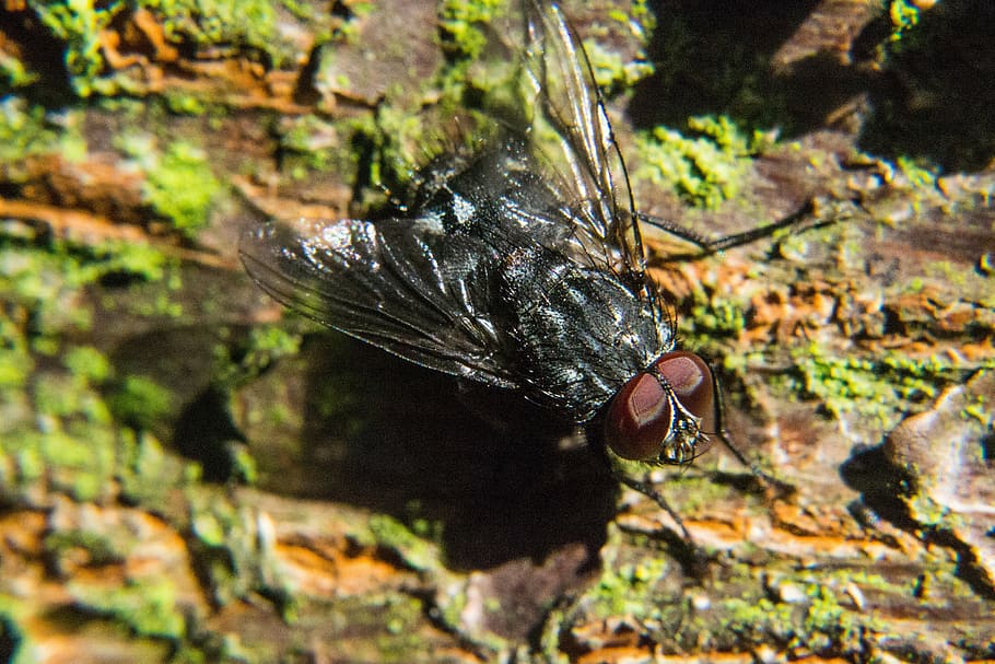 fly, insect, close, compound eyes, animal themes, animal wildlife HD wallpaper