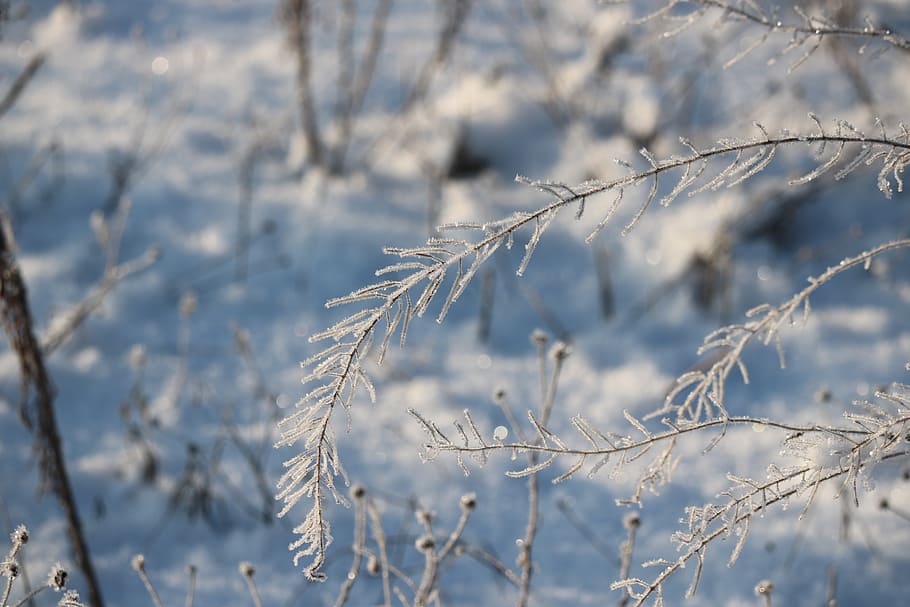 winter, iced, cold, meadow, snow, frozen, eiskristalle, wintry HD wallpaper
