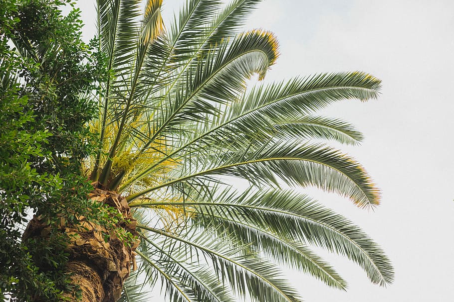 green palm tree, high angle photography of green coconut tree HD wallpaper